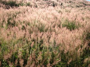 melinis-minutifloraa