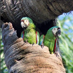 guacamaya-2