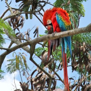 guacamaya-3
