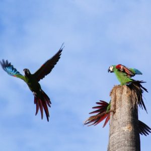 guacamaya-7