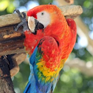 guacamaya-8
