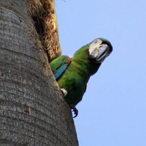guacamaya-9