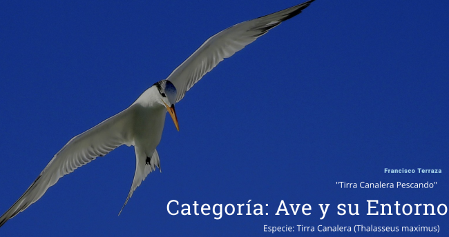concurso-fotografico-aves-de-venezuela