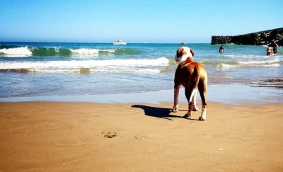 Llevar a las mascotas a la playa