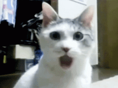 amazed-cat-gif