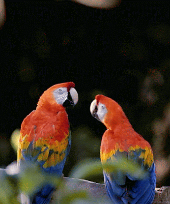 guacamayas love